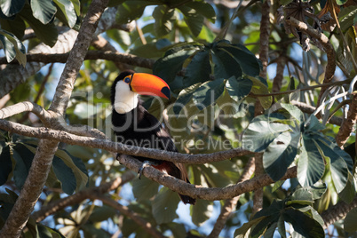 Toco toucan on branch with head turned