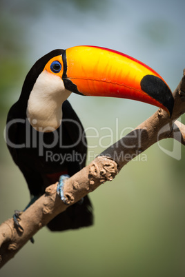 Toco toucan on branch turning beak right