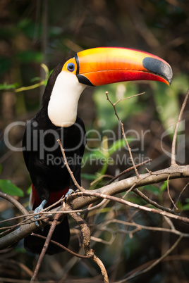 Toco toucan on branch staring at camera