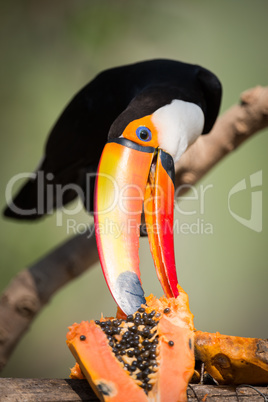 Toco toucan nibbling at papaya in sunshine