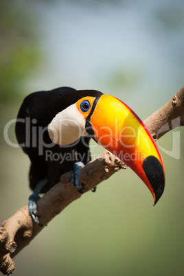 Toco toucan on branch bending head down