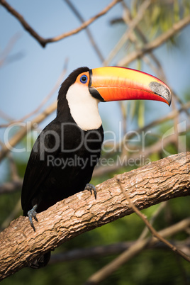 Toco toucan in profile on sunny branch
