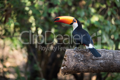 Toco toucan in profile on sawn log