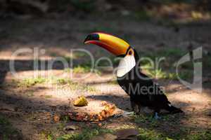 Toco toucan eating papaya with raised beak