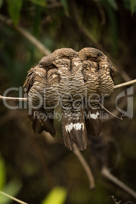 Three band-tailed nightjars squeezing together on branch