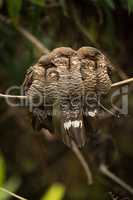 Three band-tailed nightjars squeezing together on branch