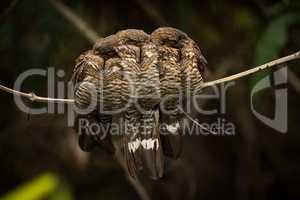 Three band-tailed nightjars squeezed together on branch
