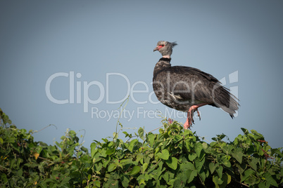 Southern screamer perched on bush in profile