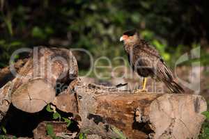 Southern crested caracara perched on sawn logs