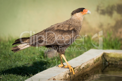 Southern crested caracara perched by water trough