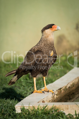 Southern crested caracara perched beside water trough
