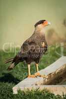 Southern crested caracara perched beside water trough