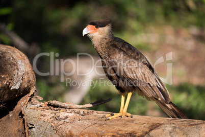 Southern crested caracara on log in sunshine