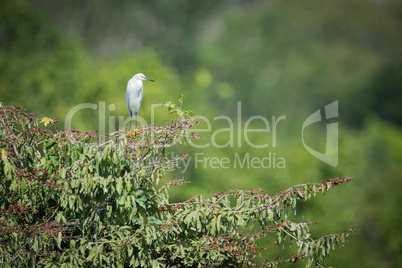 Snowy egret on branch with blurred background