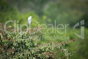 Snowy egret on branch with blurred background