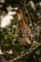 Rufescent tiger heron squawking with open beak