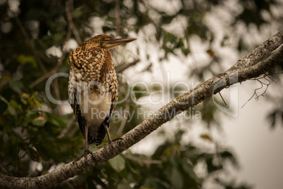 Rufescent tiger heron perched on diagonal branch