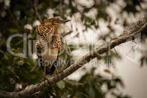 Rufescent tiger heron perched on diagonal branch