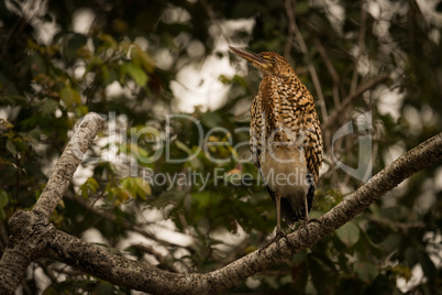 Rufescent tiger heron on branch looking up