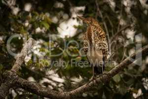 Rufescent tiger heron on branch looking up
