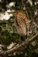 Rufescent tiger heron on branch in profile