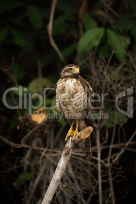 Roadside hawk on dead branch looking right
