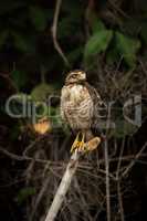 Roadside hawk on dead branch looking right