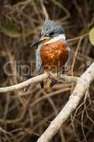 Ringed kingfisher perched on branch turned left