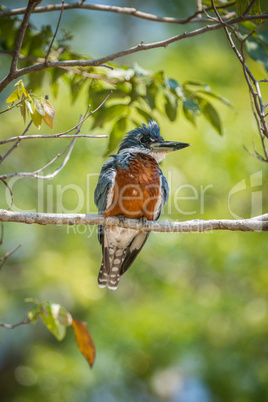 Ringed kingfisher turning head left on branch