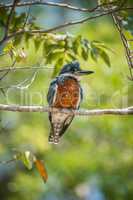 Ringed kingfisher turning head left on branch