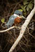 Ringed kingfisher perched on branch facing right