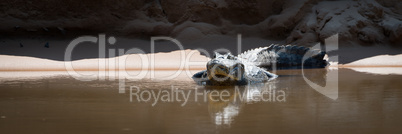 Panorama of yacare caiman in sunlit river