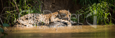 Panorama of jaguar lying on yacare caiman