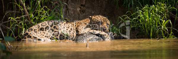 Panorama of jaguar lying on yacare caiman