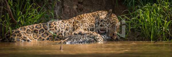 Panorama of jaguar biting into yacare caiman