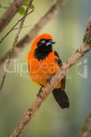 Orange-backed troupial perched on branch looking left