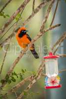 Orange-backed troupial on branch by bird feeder