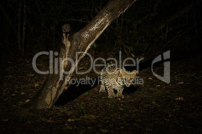 Ocelot crouching under dead tree at night