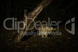Ocelot crouching under dead tree at night