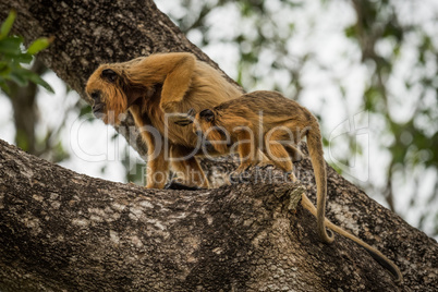 Mother and baby black howler monkeys climbing