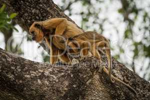 Mother and baby black howler monkeys climbing