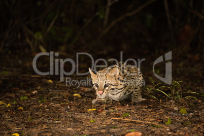 Ocelot crouching at night looking for food