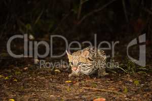Ocelot crouching at night looking for food