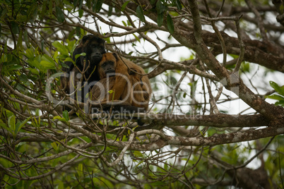 Male and female black howler monkeys sitting