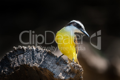 Lesser kiskadee perched on log turning head