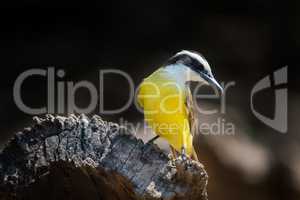 Lesser kiskadee perched on log turning head