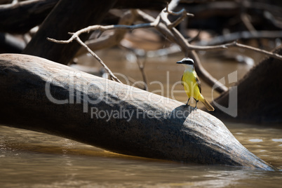 Lesser kiskadee perched on log in river