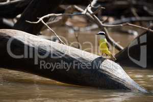 Lesser kiskadee perched on log in river