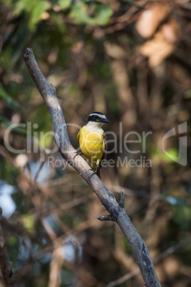 Lesser kiskadee perched on diagonal dead branch