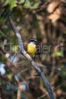 Lesser kiskadee perched on diagonal dead branch